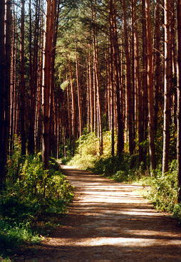 Сосны. Pine Forest