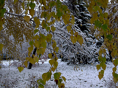 Первый снег в Академгородке (2006-10-04)