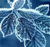 Снежные узоры декабря Выставка