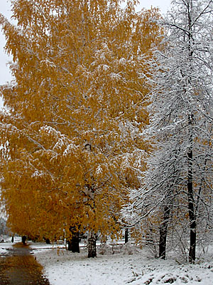 Первый снег в Академгородке (2006-10-04)