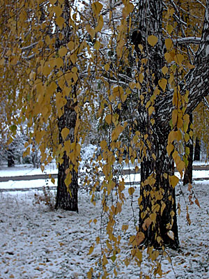 Первый снег в Академгородке (2006-10-04)