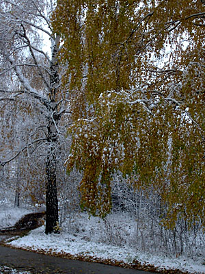Первый снег в Академгородке (2006-10-04)