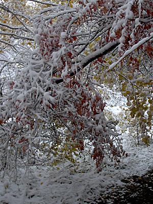 Первый снег в Академгородке (2006-10-04)