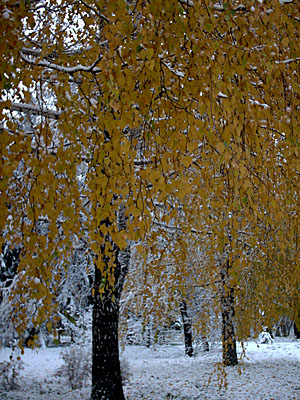 Первый снег в Академгородке (2006-10-04)