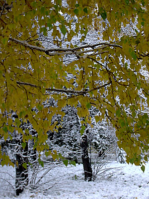 Первый снег в Академгородке (2006-10-04)