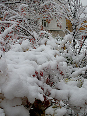 Первый снег в Академгородке (2006-10-04)