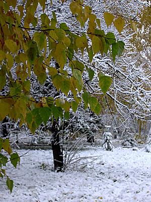Первый снег в Академгородке (2006-10-04)
