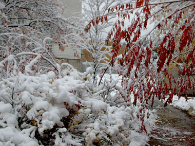Первый снег в Академгородке (2006-10-04)